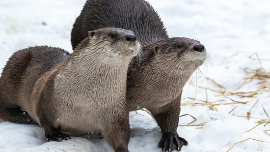 Two river otters walk across a snowy field. (photo © Flickr user Canopic via the Creative Commons)