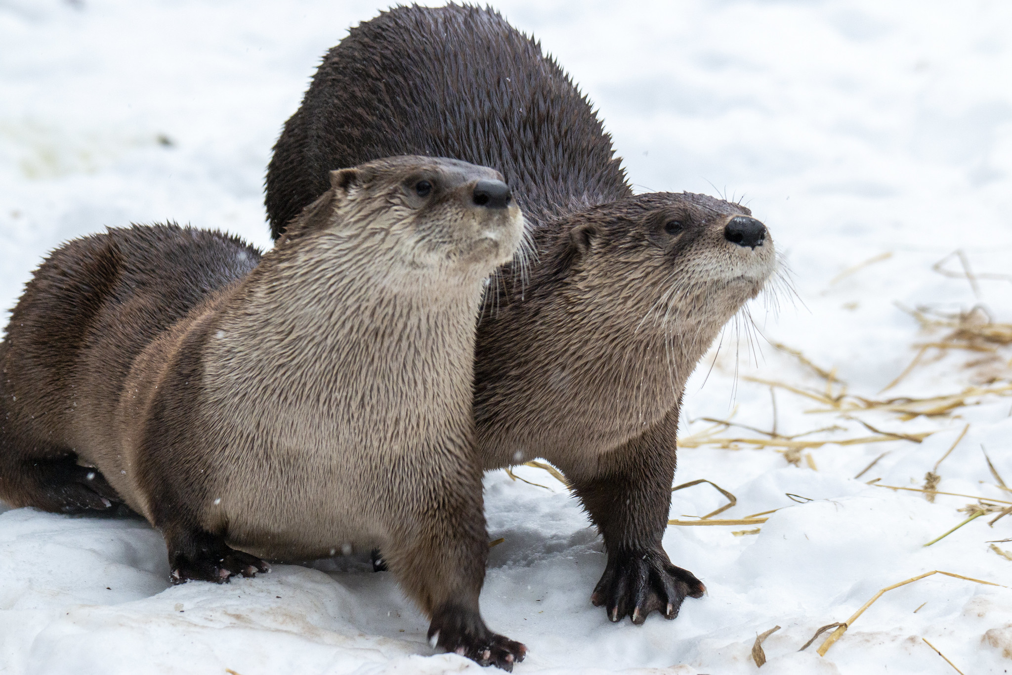 Two river otters walk across a snowy field. (photo © Flickr user Canopic via the Creative Commons)
