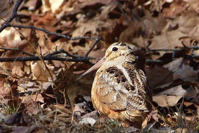 A woodcock standing on the ground, surrounded by fallen leaves. (photo © Polly Pattison)