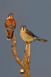 A pair of American Kestrels perches on a forked branch. (photo © Josh Haas)