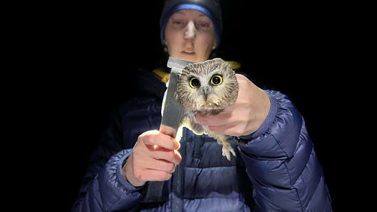 Owl bander Hillary Siener holds a saw-whet owl in her hand while using a metal ruler to measure the owl's wing chord. (photo © Brett Amy Thelen)