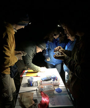 Staff and volunteers assist lead bander Hillary Siener with data entry and band preparation at the banding table. (photo © Phil Brown)