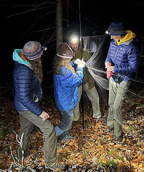 Staff and volunteers carefully remove a saw-whet owl from a mist net. (photo © Brett Amy Thelen)