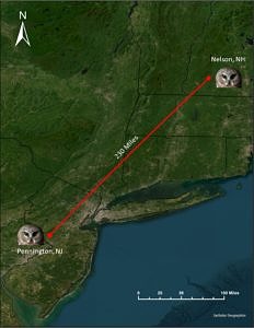 A map showing the flight path of a saw-whet owl that was banded in Nelson, NH on October 27, 2022 and recaptured in Pennington, NJ on November 19, 2022. (map © Will Stollsteimer)