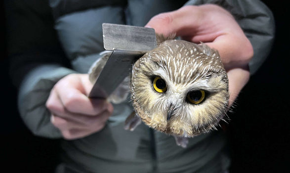 An owl bander uses a metal ruler to measure the wing chord of a saw-whet owl. (photo © Brett Amy Thelen)