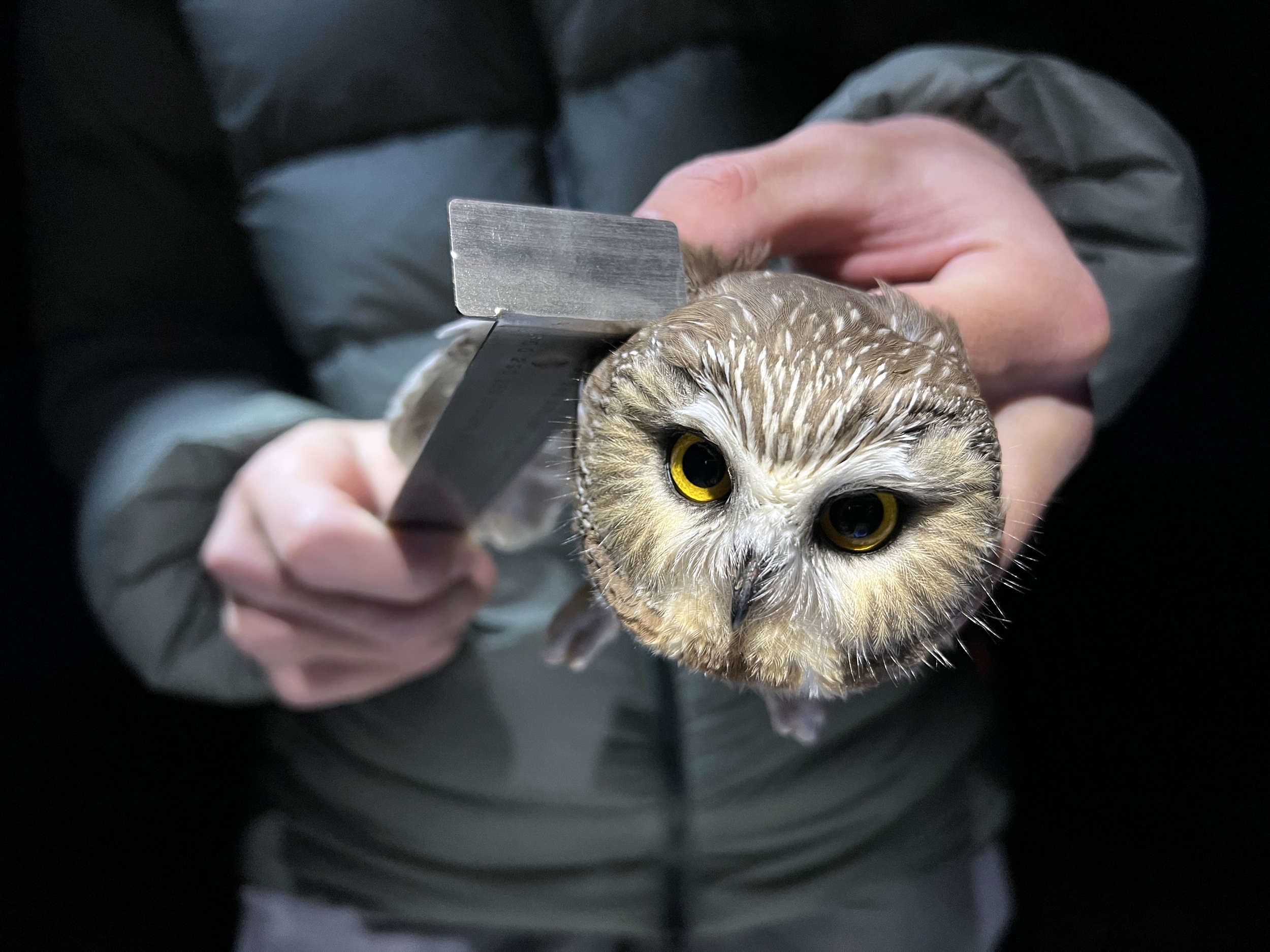 An owl bander uses a metal ruler to measure the wing chord of a saw-whet owl. (photo © Brett Amy Thelen)
