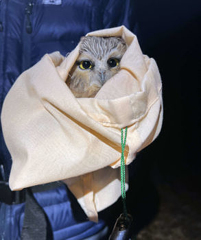 A saw-whet owl peeks its head out from a cloth bag. (photo © Brett Amy Thelen)