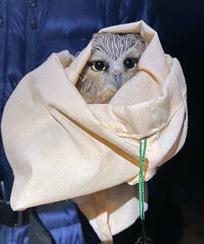 After they were removed from the mist nests, owls were placed into cloth bags to keep them calm. (photo © Brett Amy Thelen)