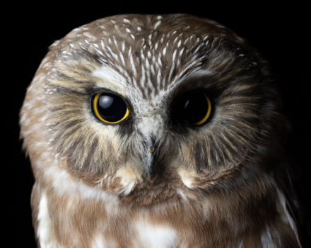 Banding offers a rare opportunity for close-up looks at these charistmatic birds of prey. (photo © Phil Stollsteimer)