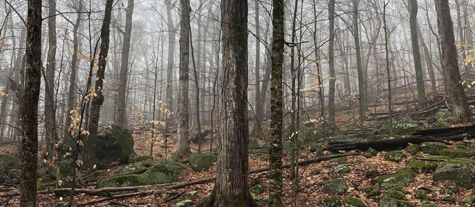 The bare trees and moss-covered rocks of Skatutakee's foggy eastern shoulder. (photo: Jeremy Wilson)