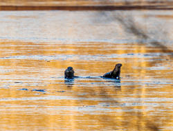 Two otters play on the ice (photo: Tom Momeyer)