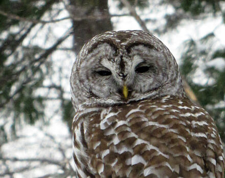 A barred owl looks down at the camera from its perch (photo: Laurel Swope-Brush)