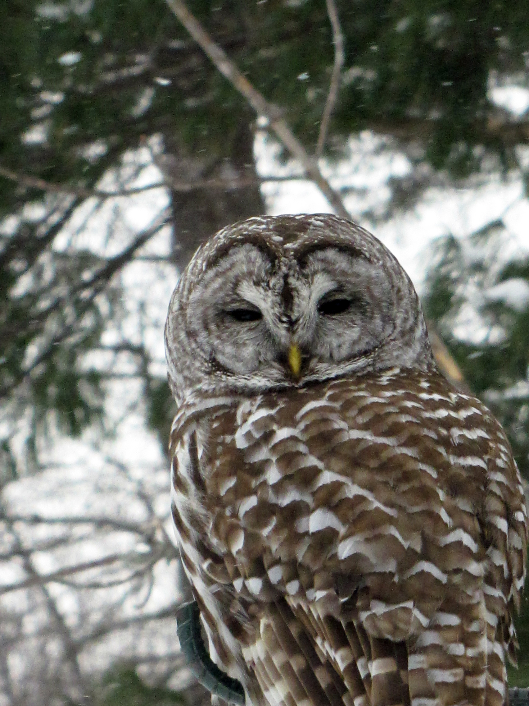 A barred owl looks down at the camera from its perch (photo: Laurel Swope-Brush)