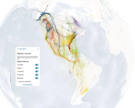 A map of North and South America, illustrating the flight patterns of migratory birds.