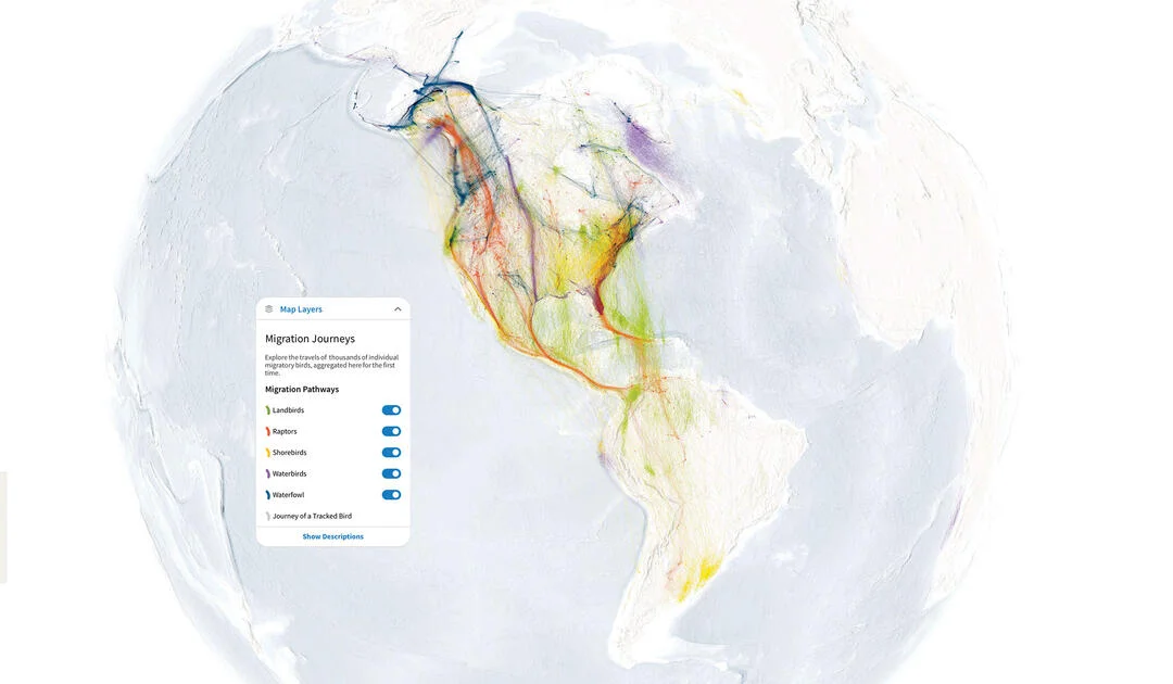 A map of North and South America, illustrating the flight patterns of migratory birds.