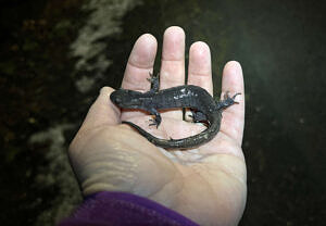 A hand holding a Jefferson salamander. (photo © Brett Amy Thelen)