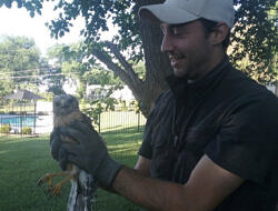 Mike Valentino holds a raptor.