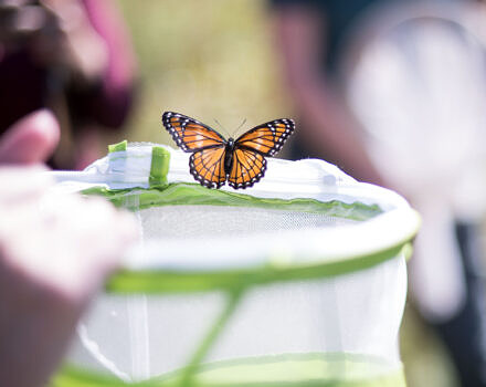 A viceroy butterfly flies free from its enclosure (photo: Ben Conant)