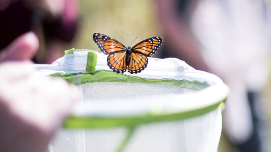 A viceroy butterfly flies free from its enclosure (photo: Ben Conant)