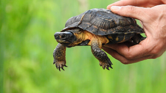 A wood turtle is held in hand (photo: Squam Lakes Natural Science Center)