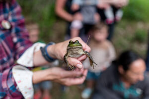 A large frog is held in the hands of an adult, with children looking on in the background (photo: Ben Conant)