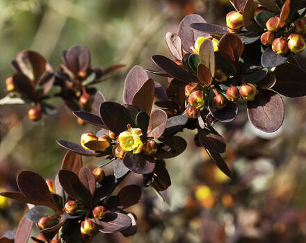 Yellow buds and dark red leaves of Japanese barberry (photo: Sheila Sund)