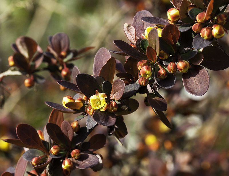 Yellow buds and dark red leaves of Japanese barberry (photo: Sheila Sund)