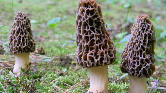 Three morel mushrooms popping out of the grass in Hancock, New Hampshire (photo: VanSherman)