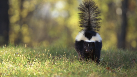 A skunk, tail held high, walks on greenery toward the camera (photo: Canva Commons)
