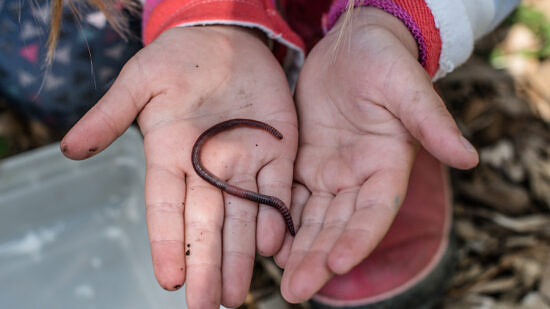 A child holds a worm in their open hands (photo: Ben Conant)