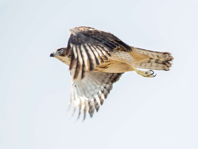 A Broad-winged Hawk soars against a backdrop of blue sky. (photo © Jen Esten)