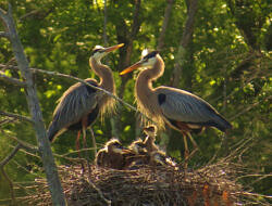 Backlit by the sun, a Great Blue Heron pair stands over their young in the nest (photo: Meade Cadot)