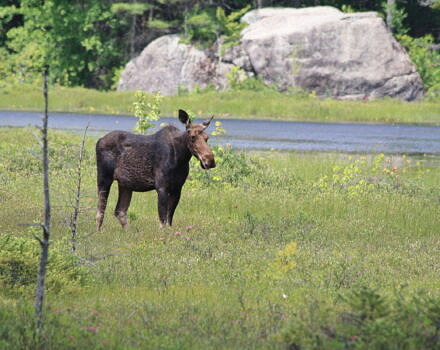 A moose stands in a meadow near a brook (photo: Meade Cadot)