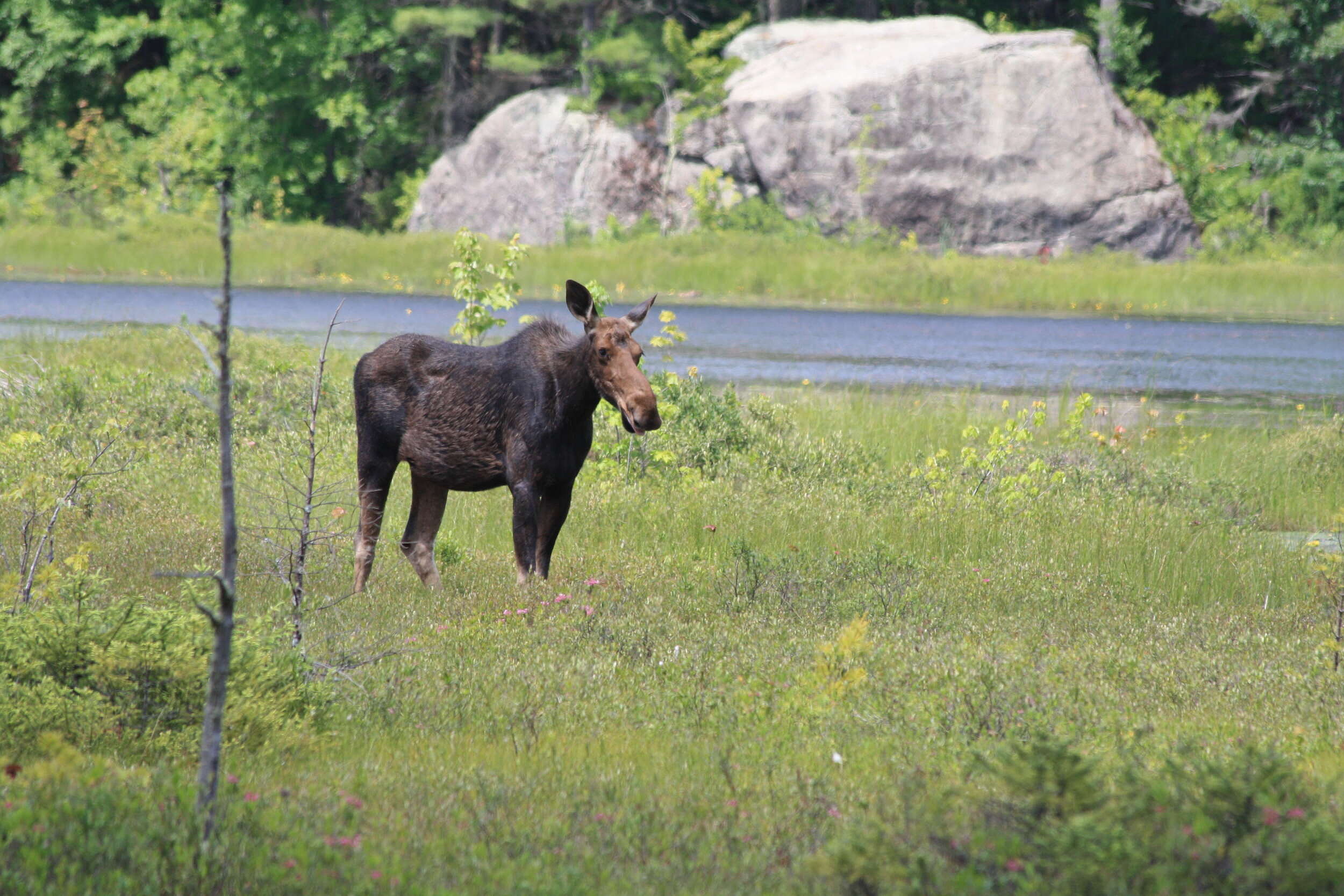 A moose stands in a meadow near a brook (photo: Meade Cadot)