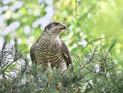 A Northern goshawk sits in a tree, with fur hanging out of its bill (photo: Andrey Gulivanov)