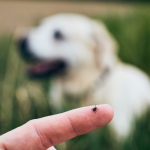 A tick on an index finger in the foreground; a dog in the background (photo: CanvaCommons)