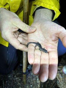 A person holding a small blue-spotted salamander in their hand. (photo © Kara Reynolds)
