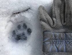 A bobcat print in the snow, next to a mitten for scale (photo: Susie Spikol)