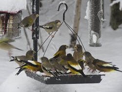 Evening Grosbeaks gather on a snowy feeder (photo: Phil Brown)