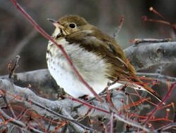 A puffy Hermit Thrush sits on a branch (photo: Meade Cadot)