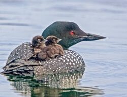 A loon carries two chicks on its back (photo: Brian Reilly)
