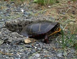 A painted turtle nests in loose, well-drained soil (photo: Brett Amy Thelen)