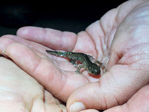 Hands holding a juvenile spotted salamander, so young it doesn't yet have its spots. (photo © Brett Amy Thelen)