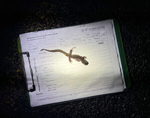 A spotted salamander pauses on top of a data form. (photo © Karen Seaver)