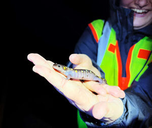 A person smiles while holding a spotted salamanders in their hands. (photo © Brett Amy Thelen)