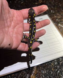 A spotted salamander in a person's hand, with a data form in the background. (photo © Brett Amy Thelen)