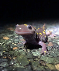 A spotted salamander pauses on a wet road. (photo © Beckley Wooster)