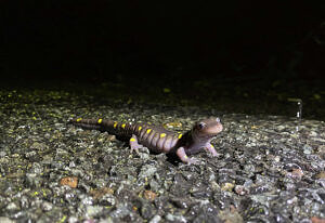 A spotted salamander pauses on the pavement. (photo © Brandon Peddle)