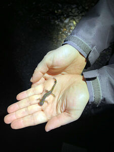 A person holds a very small spotted salamander in their hands. (photo © Karen Seaver)