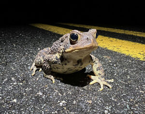 An American toad walks near the centerline of a paved road. (photo © Brett Amy Thelen)